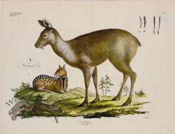 Goldfuss Siberian Musk Deer